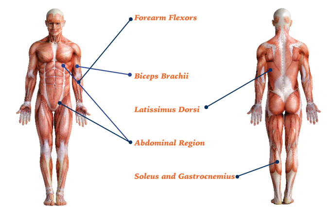 Muscular system diagram showing where the forearm flexors, biceps brachii, latissimus Dorsi, Abdominal Region, and soleus and Gastrocnemius are located o the human body as described in text.