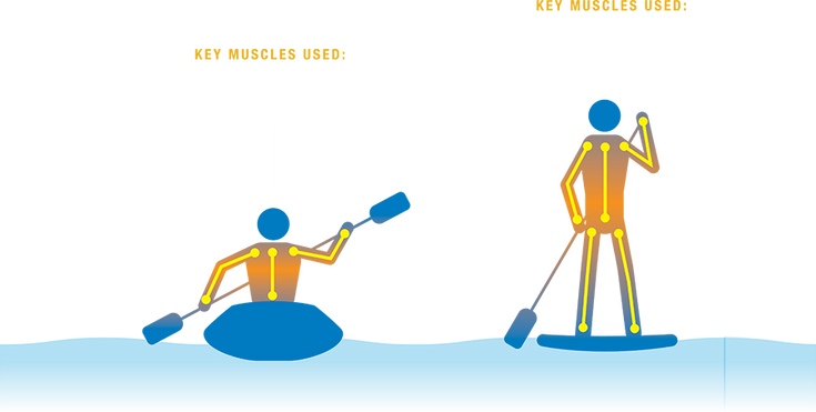 Diagram showing which muscles you use while paddling. 